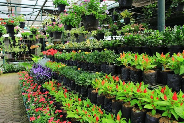 Plant and Flower Nursery Near Me